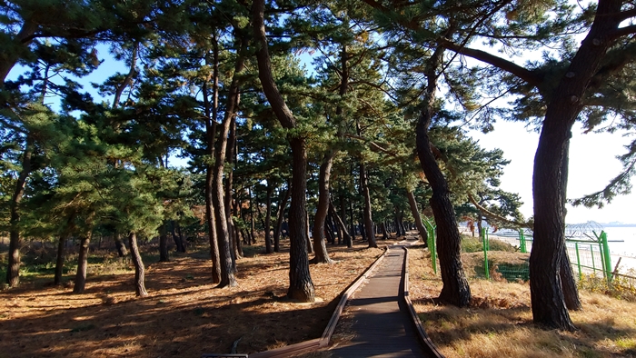 궁평해수욕장의 해송이 우거져 있다./사진제공=로드프레스