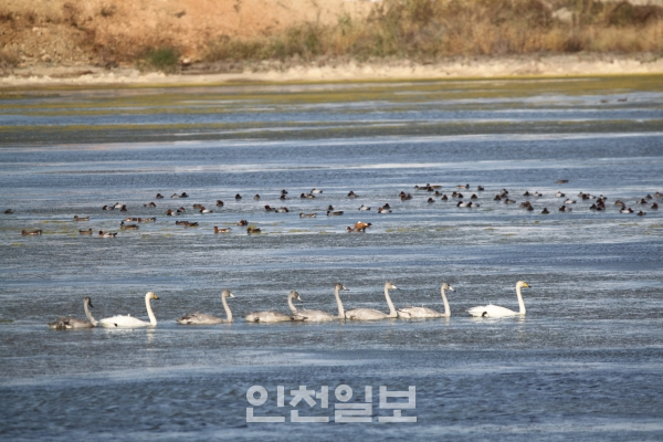 어린 큰 고니들이 긴 여행 끝으로 영종에 찾아왔다.