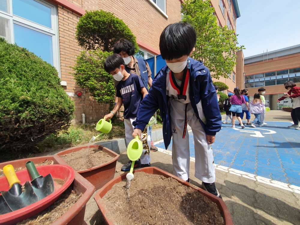 ▲ 신선초등학교 학생들이 수세미 씨앗을 심고, 물을 주고 있다. /이아진 기자 atoz@incheonilbo.com