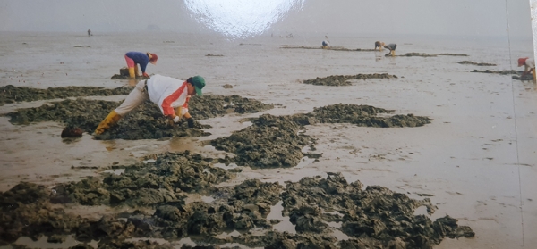 ▲ 매립 전 송도갯벌에서 어민들이 가무락을 캐고 있는 모습. 1991년 8월 촬영. /사진제공=정태칠씨.