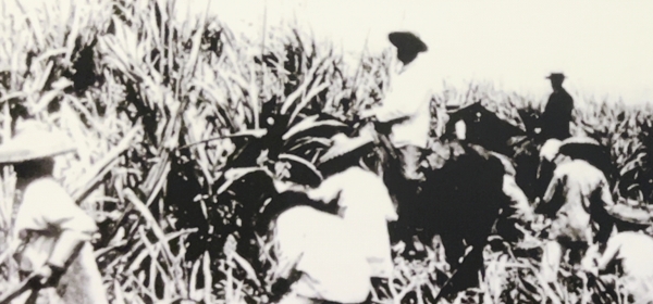 ▲ 120년 전 최초 하와이 이민자들이 일했던 사탕수수 농장 모습. /사진제공=한국이민사박물관