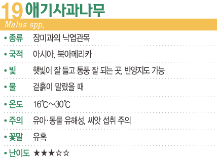 [숲터뷰2 ⑲] 나만의 귀여운 과수원 '애기사과나무'