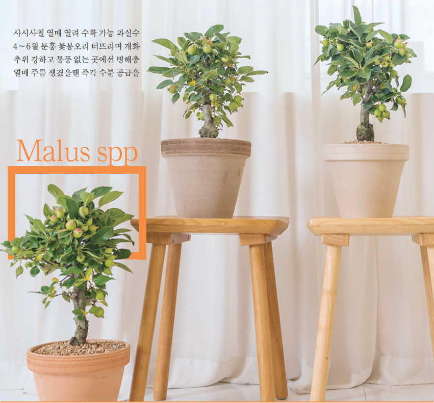 [숲터뷰2 ⑲] 나만의 귀여운 과수원 '애기사과나무'