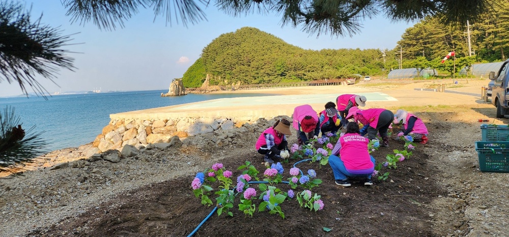 ▲ 최근 인천 옹진군 자월면 승봉도 주민들이 섬 해안가에서 수국을 심고 있다. /사진제공=옹진군
