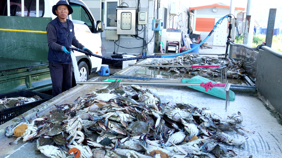 ▲ 인천 옹진군 연평도 선주협회장인 김정희씨가 운영하는 공장에서 한 작업자가 꽃게를 세척하고 있는 모습. /이재민 기자 leejm@incheonilbo.com