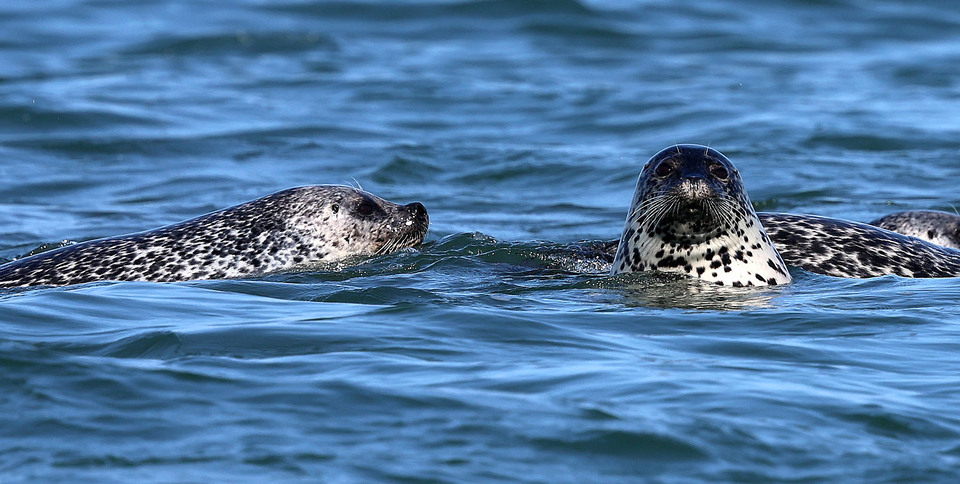 ▲ 지난달 23일 인천 백령도 두무진항 인근 바다에서 점박이물범들이 먹이사냥을 하고 있다. /양진수기자 photosmith@incheonilbo.com