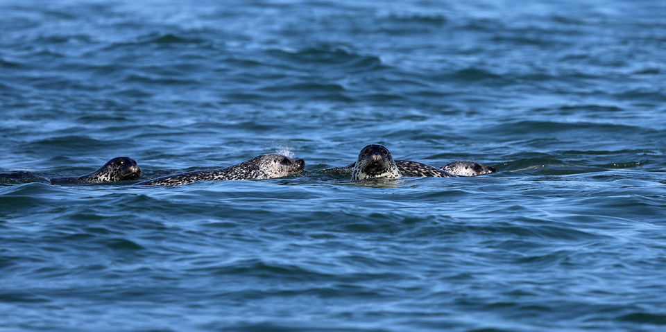 ▲ 지난달 23일 인천 백령도 두무진항 인근 바다에서 천연기념물이자 멸종위기등급 1등급인 점박이물범들이 먹이사냥을 하고 있다. 점박이 물범은 백령도 인근 바다에 약 300마리정도 관찰된다고 이야기 했다. /양진수기자 photosmith@incheonilbo.com