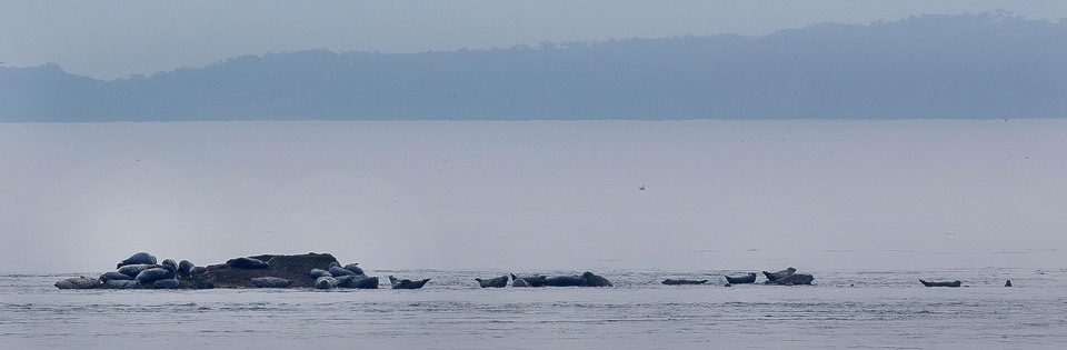 ▲ 인천 옹진군 하늬해변에서 보이는 점박이 물범, 점박이 물범들이 물이 빠지자 몸을 말리고 있다. /양진수기자 photosmith@incheonilbo.com