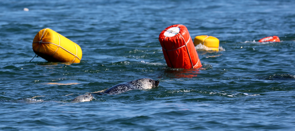 ▲ 지난달 23일 인천 백령도 두무진항 인근 바다에서 천연기념물이자 멸종위기등급 1등급인 점박이물범들이 까나라리 그물 인근에서 먹이사냥을 하고 있다. /양진수 기자 photosmith@incheonilbo.com