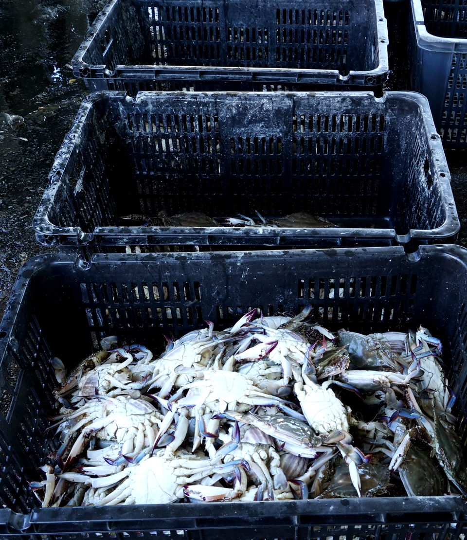 ▲ 6월 23일 연평어장에서 잡힌 꽃게가 플라스틱 상자에 담겨 김정희 어민의 공장으로 옮겨진 모습. 이날 어획량은 총 15상자, 약 750㎏으로, 전년 대비 30% 수준에 불과했다. /이재민 기자 leejm@incheonilbo.com