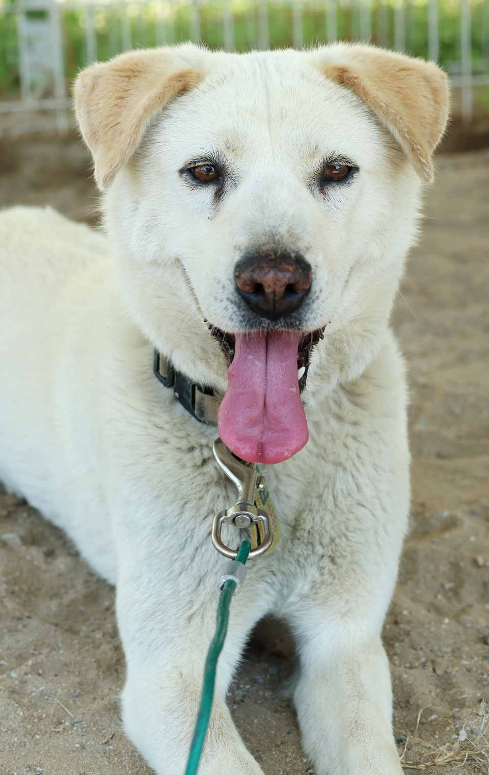 ▲ 햇님이는 다른 풍산개들과 달리 귀가 축 늘어져 있어 더욱 순해 보인다. /이재민 기자 leejm@incheonilbo.com