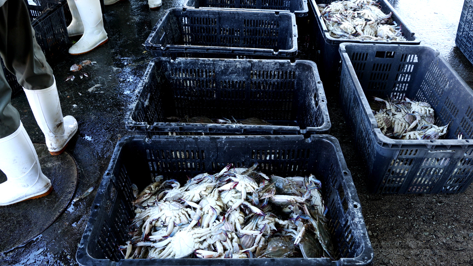 ▲ 연평도 한 어민이 운영하는 공장에 어획된 꽃게가 플라스틱 상자에 담겨 정리돼 있다. /이재민 기자 leejm@incheonilbo.com