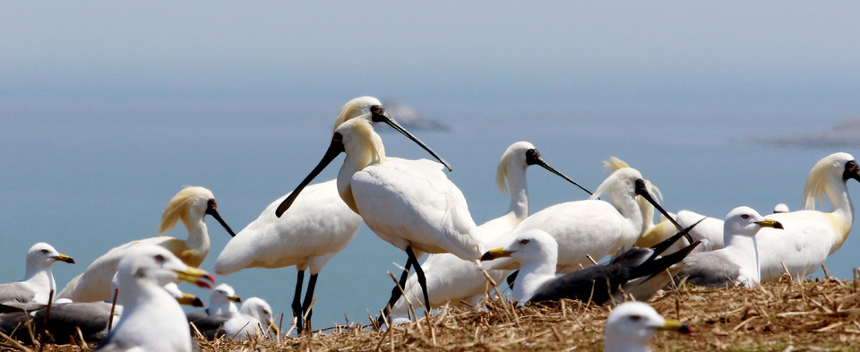 ▲ 연평도 구지도에 천염기념물이자 멸종위기 야생생물인 저어새가 모여있는 모습. /양진수 기자 photosmith@incheonilbo.com
