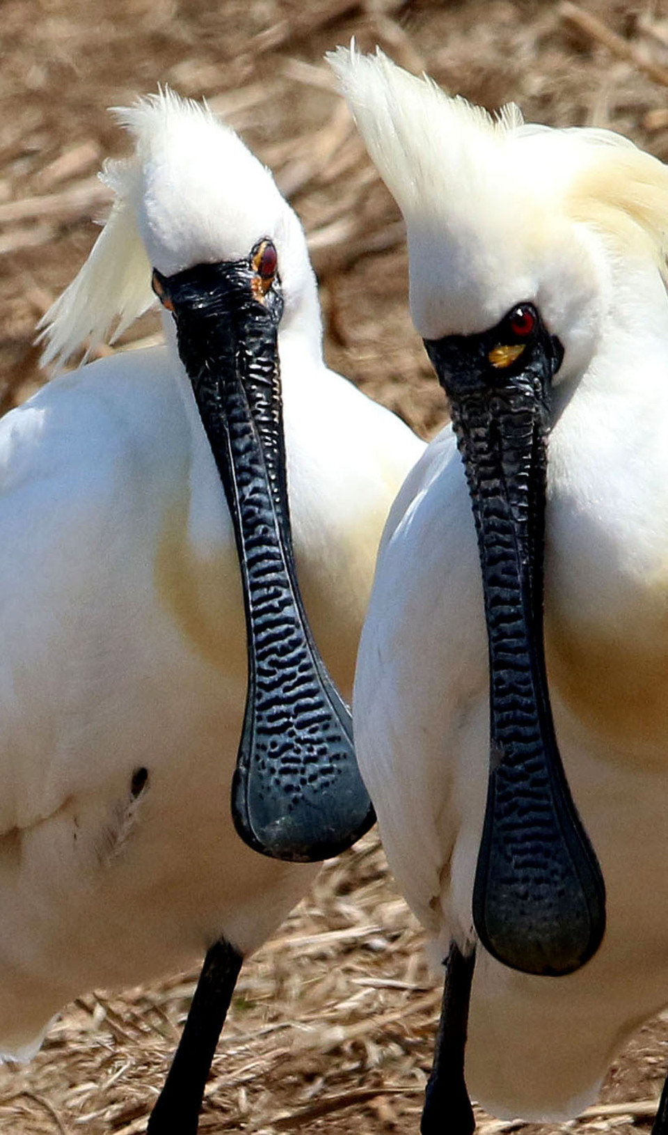 ▲ 저어새는 주걱처럼 생긴 긴 부리로 물속을 좌우로 저으며 먹이를 찾는 습성을 지니고 있다. /양진수 기자 photosmith@incheonilbo.com