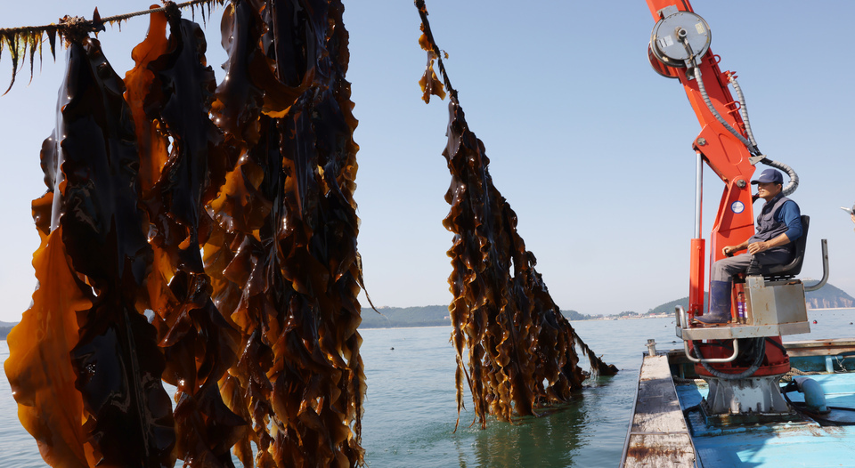 ▲ 인천 백령도 바닷속에는 과거 불로장생을 꿈꿨던 진시황제가 곁에 두고 즐겨 먹었다는 바다의 불로초가 자라고 있다. ‘다시마 아빠’로 불리는 장태헌(72) 선주협회장이 백령도 다시마 양식장에서 슈퍼 다시마 작업을 하고 있다. /양진수기자 photosmith@incheonilbo.com