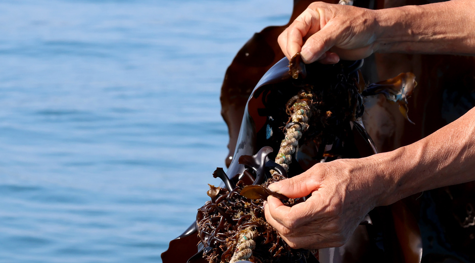 ▲ 백령도 다시마 양식장에서 자라고 있는 다시마 종묘를 살퍄보고 있다. /양진수 기자 photosmith@incheonilbo.com