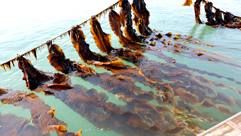 ▲ 백령도 다시마 양식장에서 자라고 있는 슈퍼 다시마. /양진수기자 photosmith@incheonilbo.com