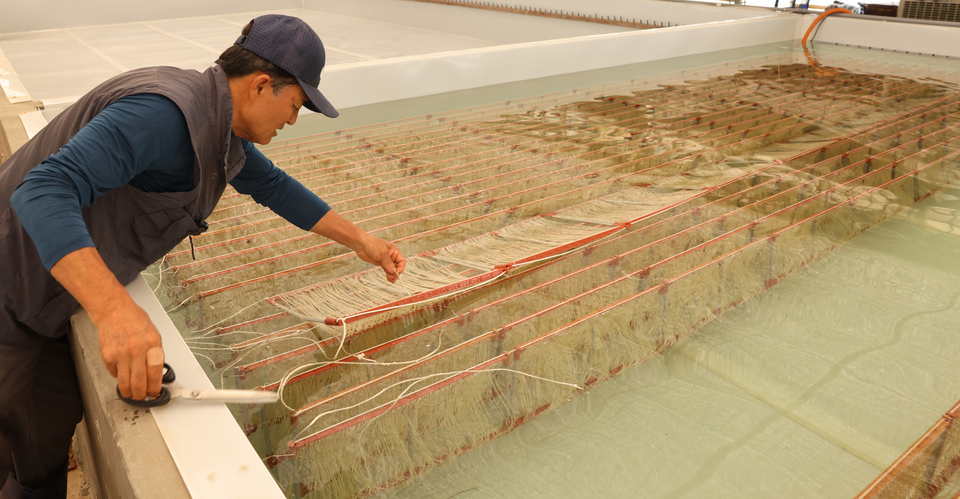 ▲ 장태헌(72) 선주협회장이 백령도 배양장에서에서 다시마 종묘 작업을 하고 있다. /양진수기자 photosmith@incheonilbo.com