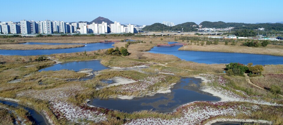 ▲ 소래습지생태공원은 염생식물을 볼 수 있는 국내 유일의 내륙 습지이다. /사진출처=인천 남동구