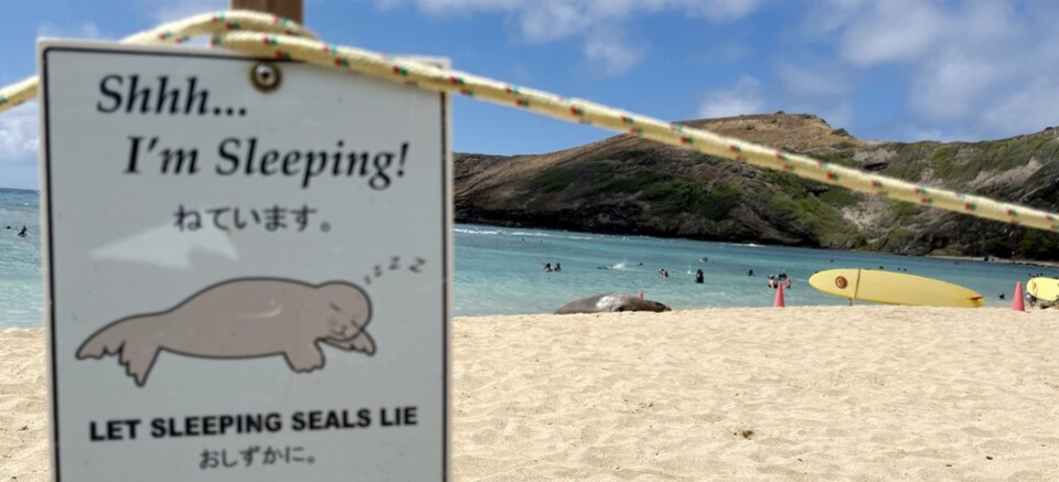 ▲ 미국 하와이주 오아후섬의 하나우마 베이(Hanauma Bay)에서 물범이 잠을 자고 있다. 주변에서는 관광객들이 아랑곳하지 않고 휴식을 취하고 있다. 해변에 있는 표지판에는 'I'm Sleeping'(나는 자고 있어요) 문구가 적혀 있다. /이재민 기자 leejm@incheonilbo.com