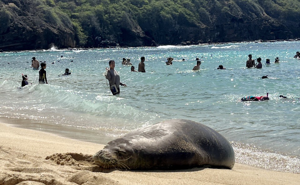 ▲ 미국 하와이주 오아후섬의 하나우마 베이(Hanauma Bay)에서 물범이 잠을 자고 있다. 주변에서는 관광객들이 아랑곳하지 않고 휴식을 취하고 있다.  /이재민 기자 leejm@incheonilbo.com