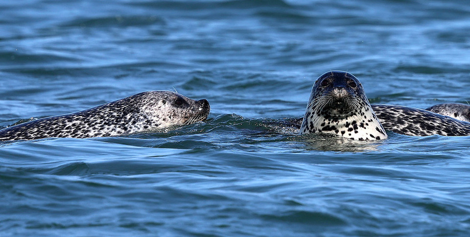 ▲ 멸종위기 야생생물 Ⅱ급이자 천연기념물로 지정된 점박이물범(Phoca largha)이 지난 6월 24일 인천 옹진군 백령면 두무진항 인근에서 먹이 활동을 하는 모습. /양진수 기자 photosmith@incheonilbo.com