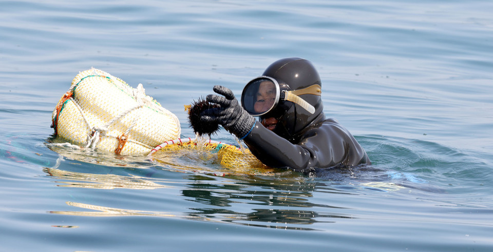 ▲ 서해 최북단 백령도 앞바다 해녀 김호순(77) 씨가 바다속에서 건져올린 성게를 보여주고 있다.  /양진수 기자 photosmith@incheonilbo.com