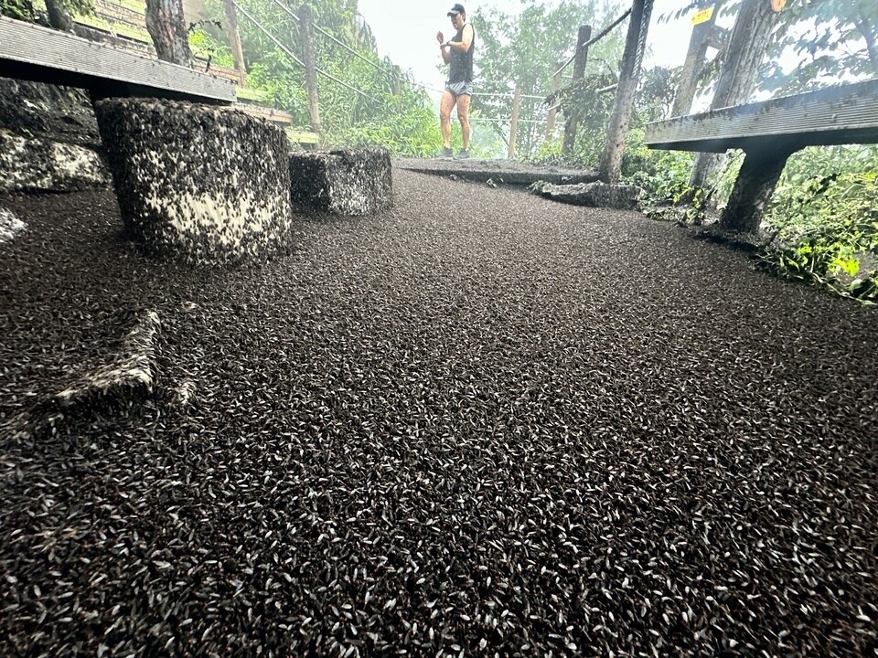 Hikers on Gyeyangsan mountain trail covered in love bugs (붉은등우단털파리), June 2025