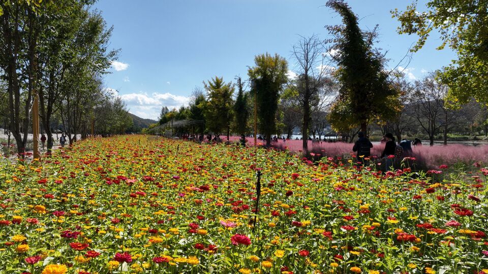 ▲ 지난해 가을 열린 꽃 페스타 모습. /사진제공=가평군