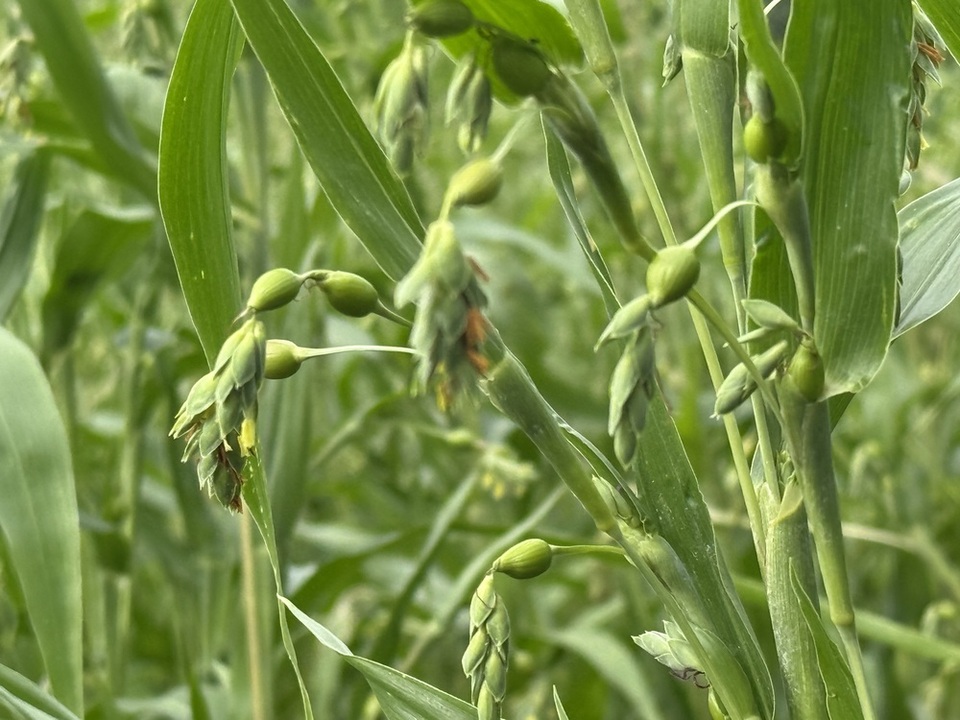 ▲ 연천 지역특산물인 율무가 햇곡 수확을 앞두고 있다. /사진제공=연천군