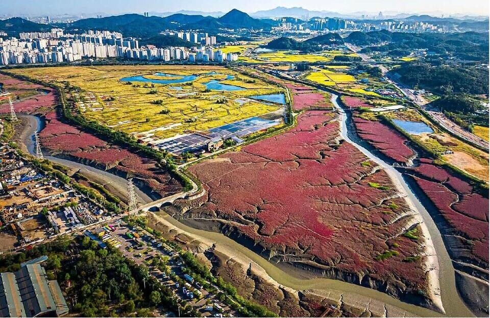 ▲ 인천 남동구 소래습지생태공원에 형성된 염생식물 군락지 전경. /사진제공=인천시