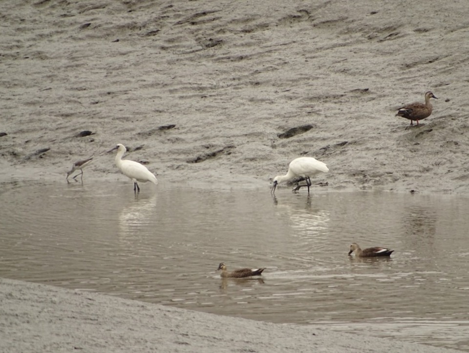 ▲ 인천 남동구 소래습지생태공원 내 저어새 먹이 서식처. /사진제공=인천시