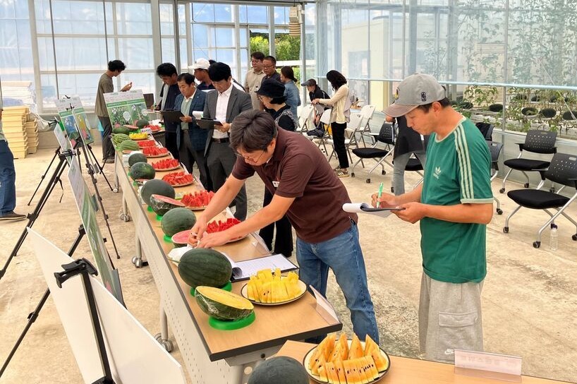 ▲ 지난 25일 열린 ‘2025 수박 신품종 육성 및 기술보급을 위한 평가회’에 참석한 수박 재배 농업인, 연구 회원, 관계 공무원 등 20여 명이 시식 평가를 하고 있다. /사진제공=양평군