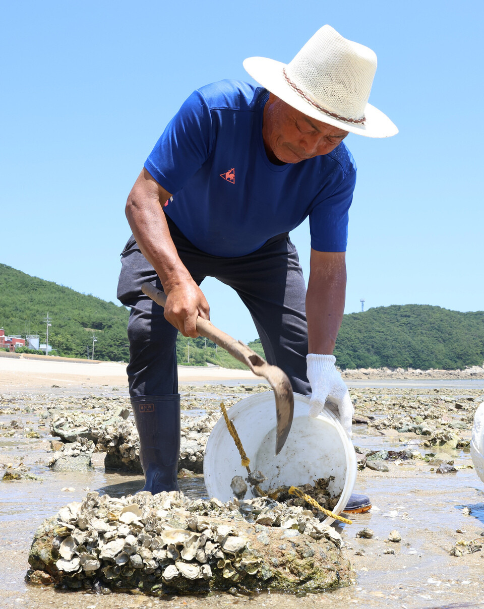 ▲ 지난 7월 11일 인천 옹진군 덕적면 문갑리에서 김훈기 어촌계장이 갯가에서 굴을 캐고 있다. /이재민 기자 leejm@incheonilbo.com