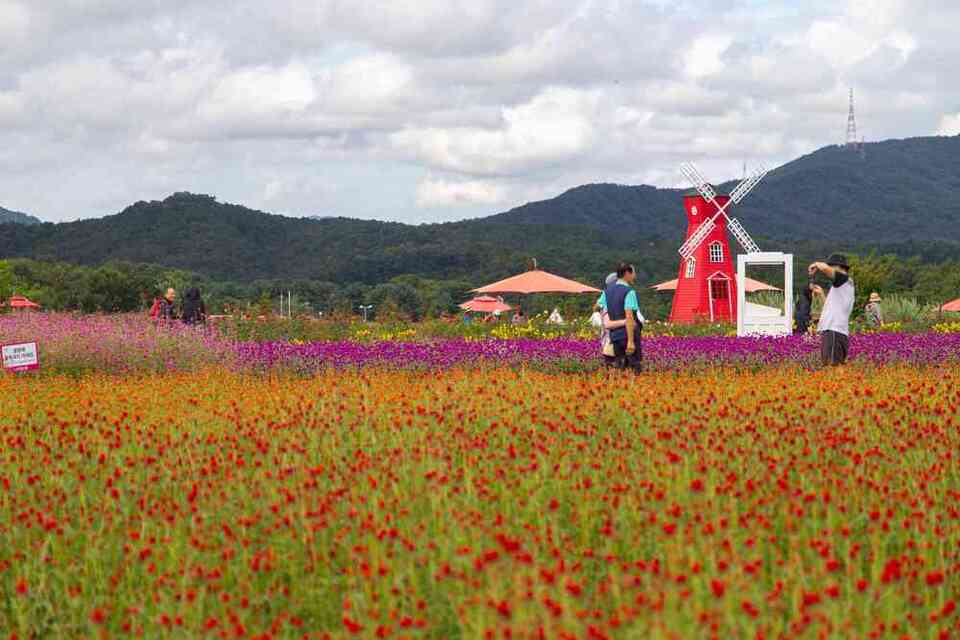 ▲ 천일홍 군락지 '양주 나리농원' /사진제공=경기관광공사