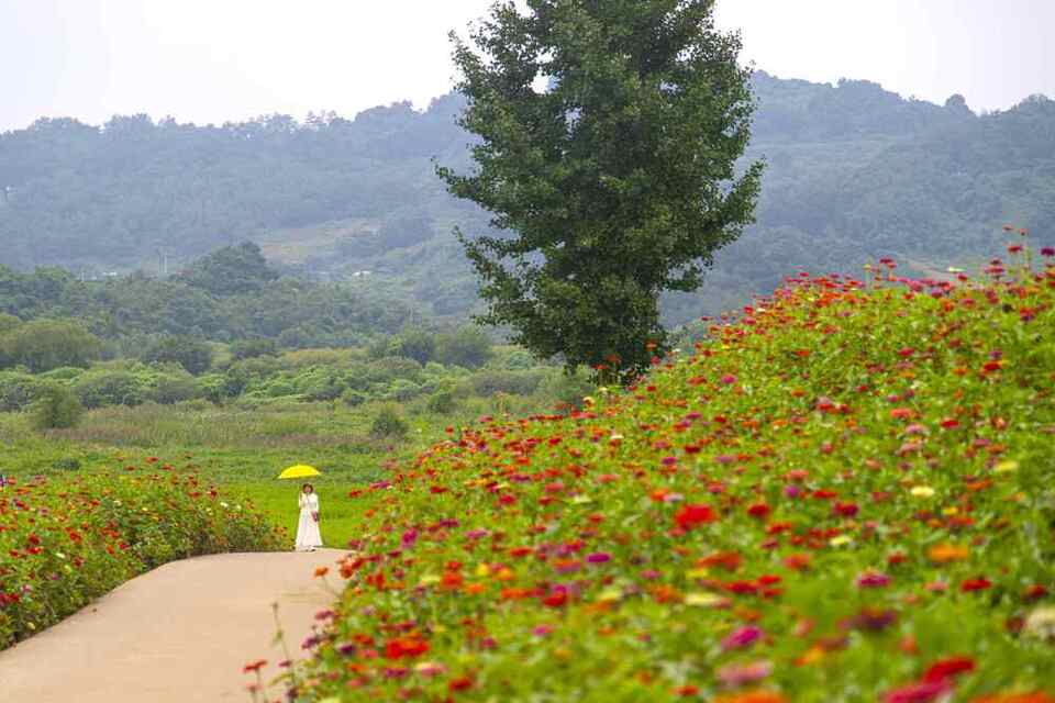 ▲ 연천 임진강댑싸리정원 /사진제공=경기관광공사