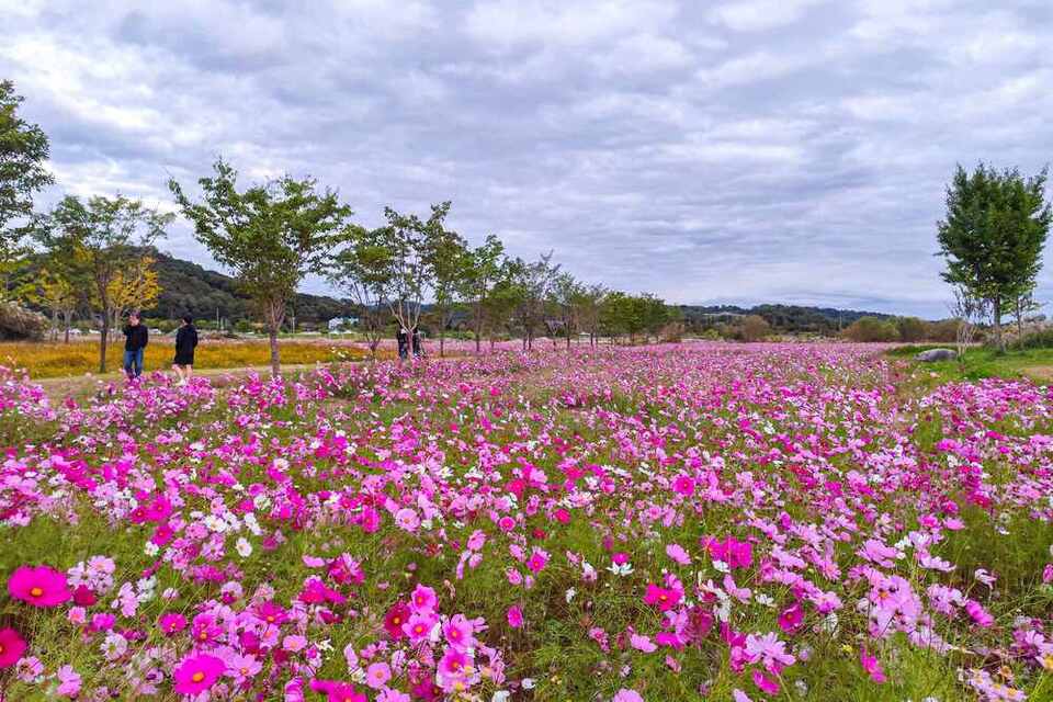 ▲ 여주 당남리섬 /사진제공=경기관광공사