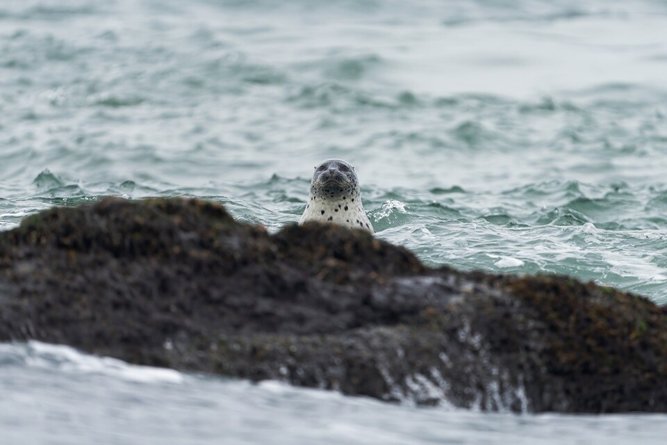 ▲ 인천 옹진군 대청도에서 관찰된 점박이물범. /사진제공=인천녹색연합