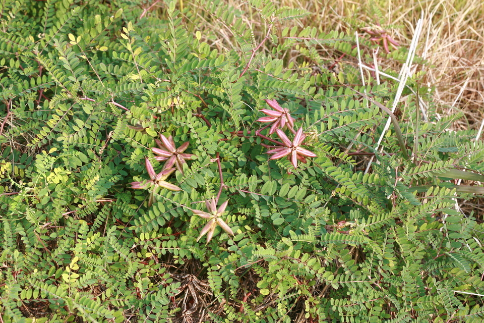 ▲강화황기 /사진제공=국립생물자원관