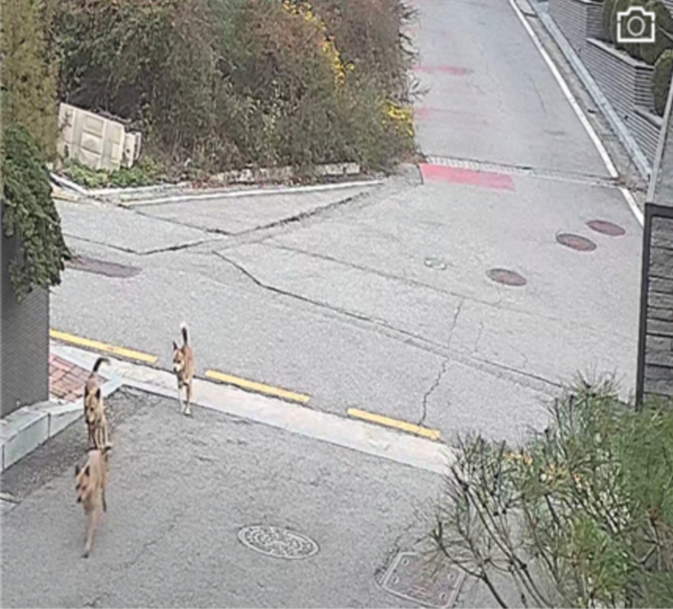 ▲ 23일 광교산 인근 주택 단지에 출몰한 들개 떼./사진=독자제공