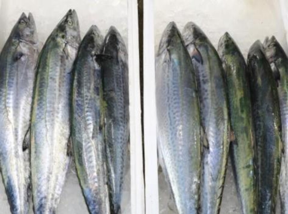 ▲ 삼치 모습. /사진제공=인천시